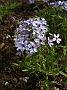 Phlox divaricata Chattahoochee